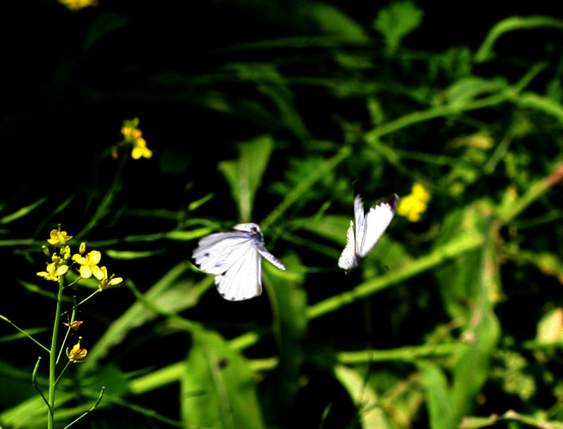 [原创]飞翔的精灵--春天的蝴蝶 - YOUabc游来游