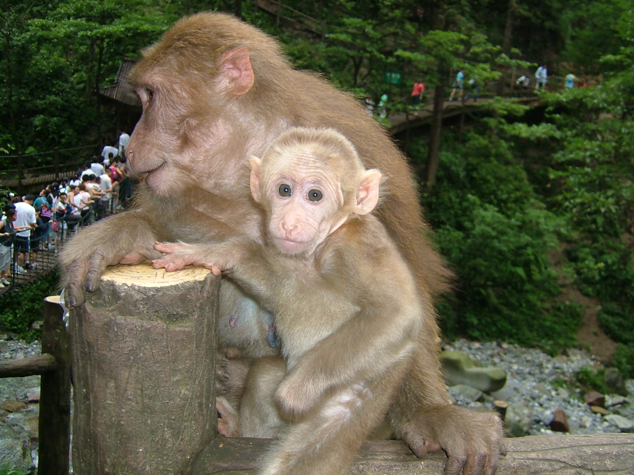 峨眉山野猴子